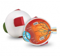 Модель глаза человека (анатомическая)