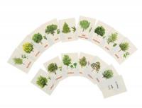 Карточки обучающие "Деревья и кустарники"