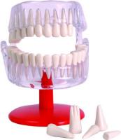 Занимательная анатомия: Зубы, гигиена полости рта