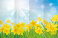 Декорация (задник сцены) "Нарциссы"