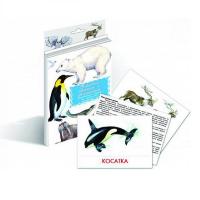 Дидактические карточки "Животные Арктики и Антарктики"